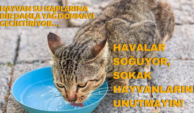 Havalar Soğudu, Sokak Hayvanlarını Unutmayın!
