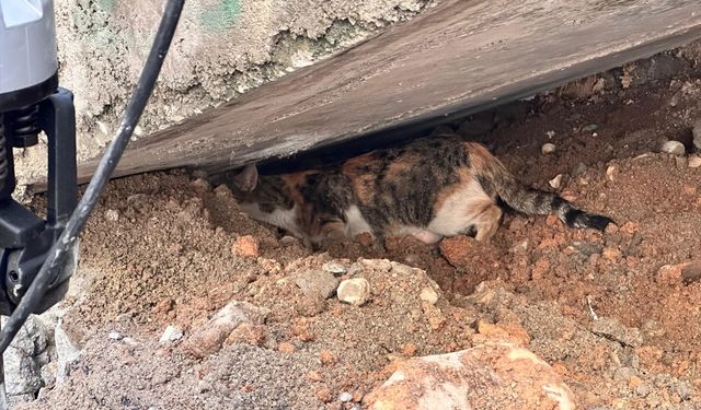 Cizre'de merdiven altına sıkışan kedi yavrusunu kurtarıldı