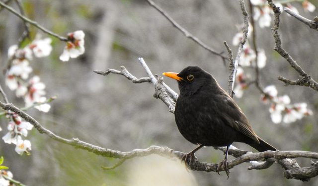 Filistinli öğretmen doğayı kayda alıyor