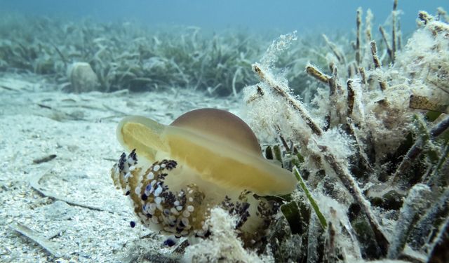 ALEMDAR II gemisi güneyde müsilaja rastlamadı