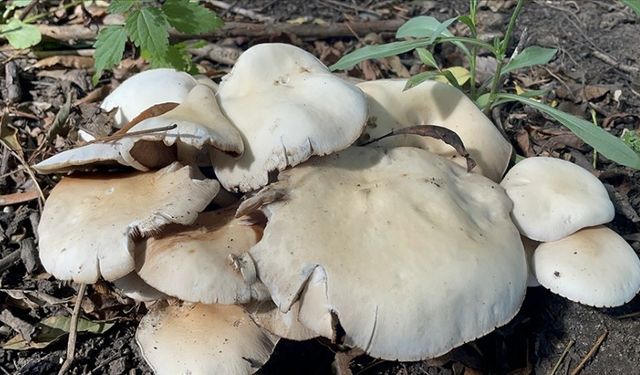 Sonbaharın Kâbusu: Mantar Zehirlenmelerine Dikkat!