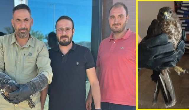 Besni Sugözü’nde Bulunan Yaralı Şahin Tedavi Edildi