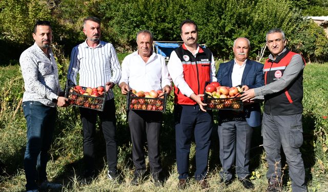 Tescilli Kozluk domatesi iri ve lezzetiyle öne çıkıyor