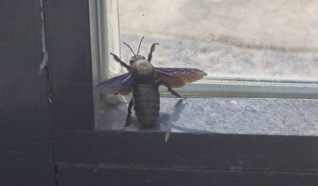 Besni’de Mor Odun Arısı Görüldü