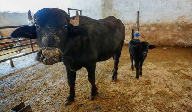 Embriyo transferiyle doğan manda 'Dicle' anne oldu