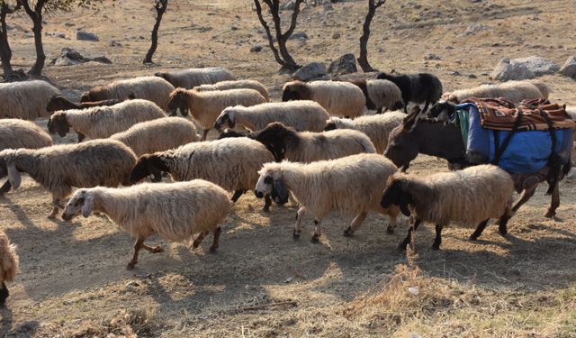 Göçerlerin yaylalardan kışlaklara yolculuğu sürüyor