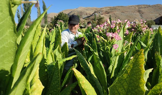 Çelikhan tütününde 8 bin ton rekolte bekleniyor