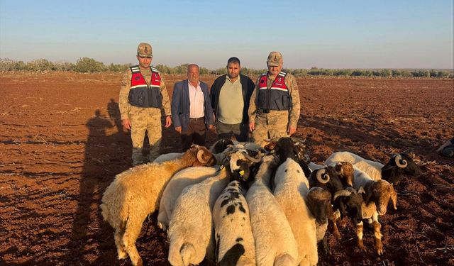 Kilis'te kaybolan küçükbaş hayvanları jandarma buldu