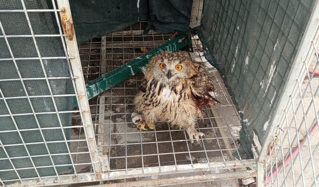 Şırnak’ta yaralı 4 kuş tedaviye alındı