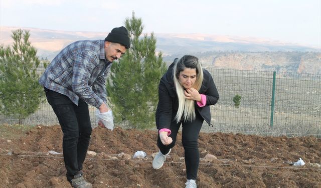 Batman'da deneme amaçlı aspir bitkisinin ekimi yapıldı