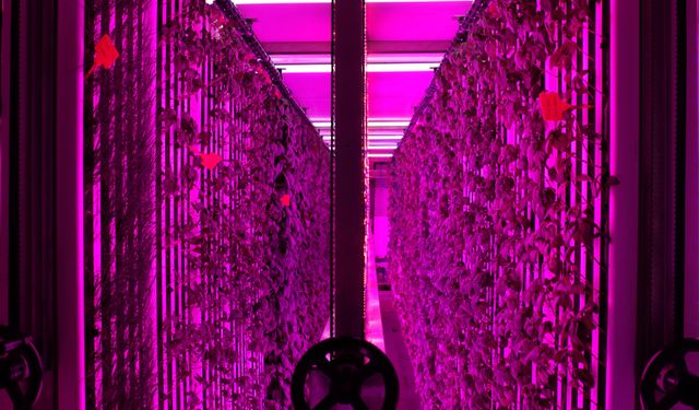 İGSAŞ ve Yeditepe’den Dikey Tarım İşbirliği