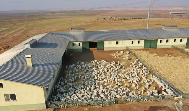 Ceylanpınar çiftliğinde 60 bin kuzu dünyaya geldi
