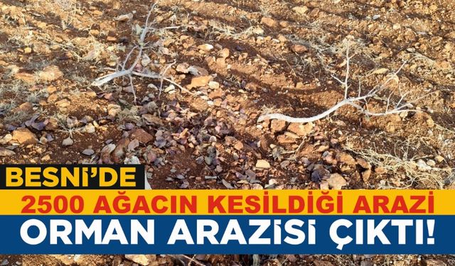 Orman Arazisine İzinsiz Dikilen 2.500 Ağaç Katledildi