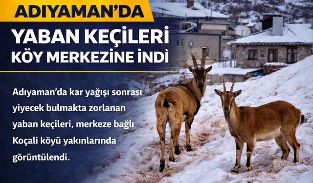 Adıyaman’da Yaban Keçileri Köy Merkezine İndi