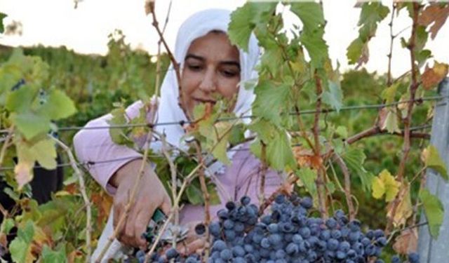 Adıyaman’da Modern Bağcılık Projesi İçin Başvurular Başladı