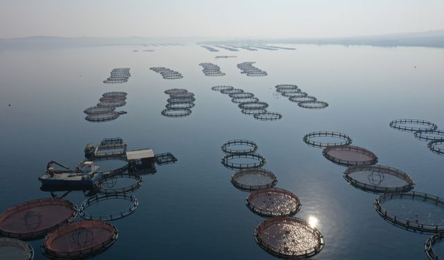 Fırat Nehri'nde balık üretip ihraç ediyorlar