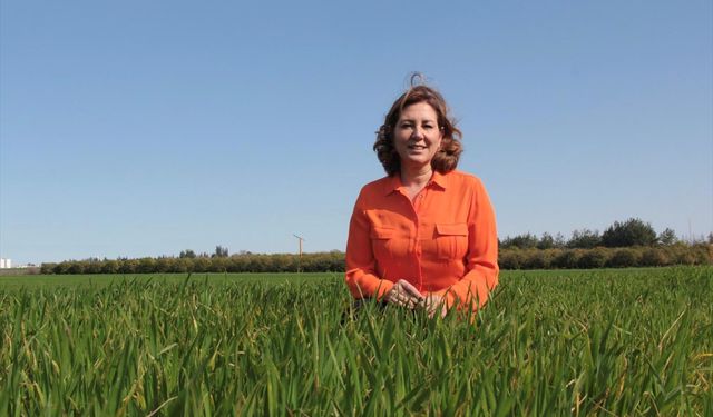 Susuzluk buğday verimini tehdit ediyor!