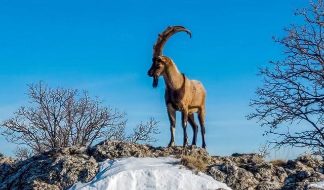 Kar Adıyaman'da kartpostallık manzaralar ortaya çıkardı