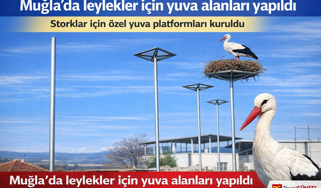 Muğla'da leylekler için yuva alanları yapıldı