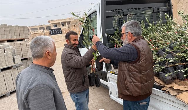 Mardin'de 800 zeytin fidanı dağıtıldı