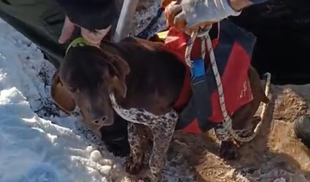 Mardin'de kuyuya düşen köpek kurtarıldı