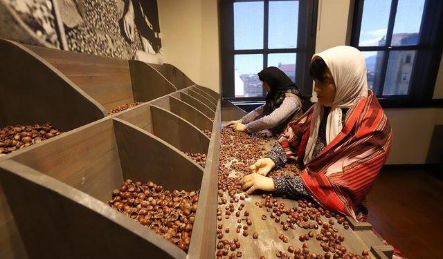 Ordu'da Fındık Müzesi 14 bin 550 ziyaretçiyi ağırladı