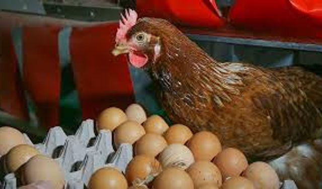 Yumurtacı Tavuklarda Kafes Sistemi İçin Yeni Düzenleme