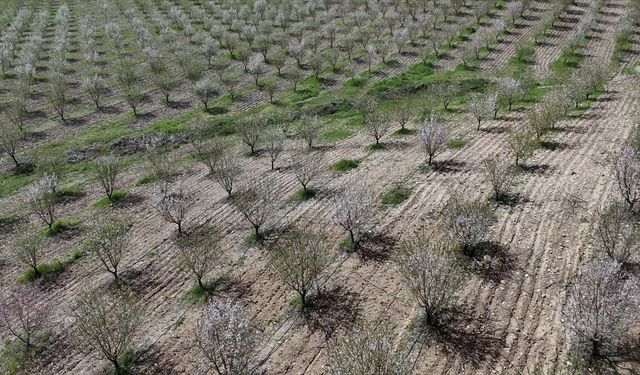 Adıyaman'ın Badem Bahçeleri Çiçeklerle Donandı