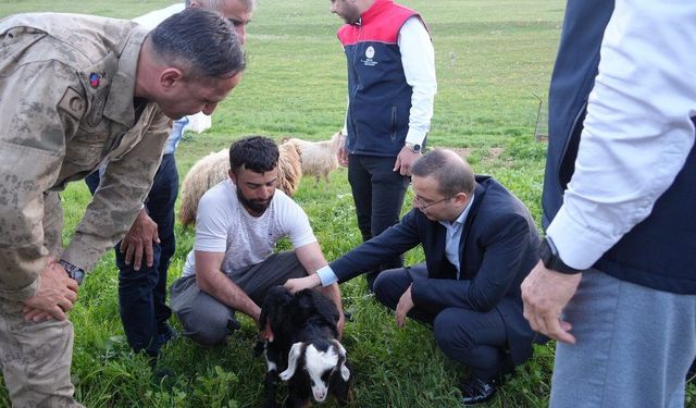 Cizre’de Hayvancılıkla İlgili İnceleme Yapıldı