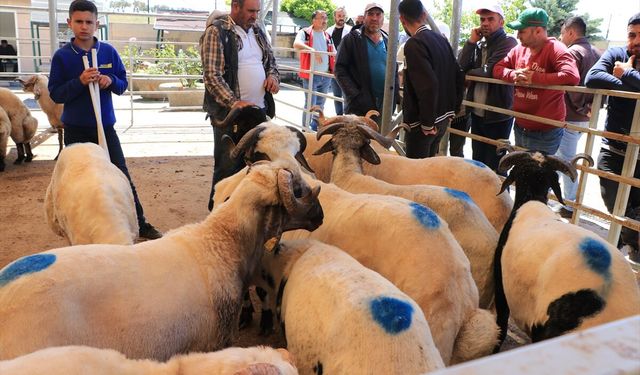 Bölgede Kurban Pazarlarında Yoğunluk