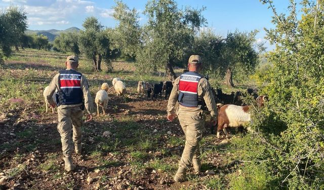 90 küçükbaş hayvan jandarma tarafından bulundu
