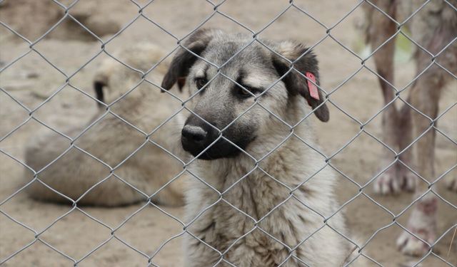 Kilis'te son iki yılda yaklaşık 3 bin sahipsiz köpek toplandı