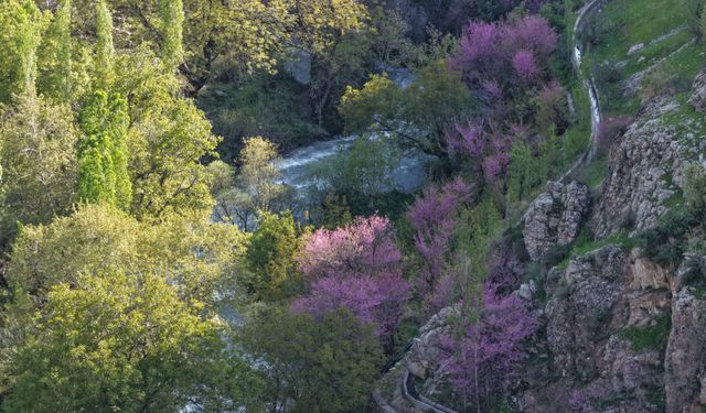 Uludere’de Mor Çiçekler Görsel Şölen Sunuyor