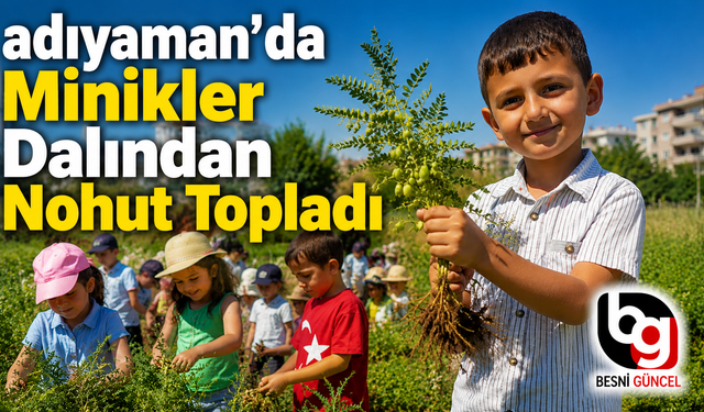 Minik Eller Adıyaman'da Organik Nohut Topladı