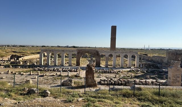 Harran Ören Yeri'nde Tarihi Kalıntılar Arasında Tilki
