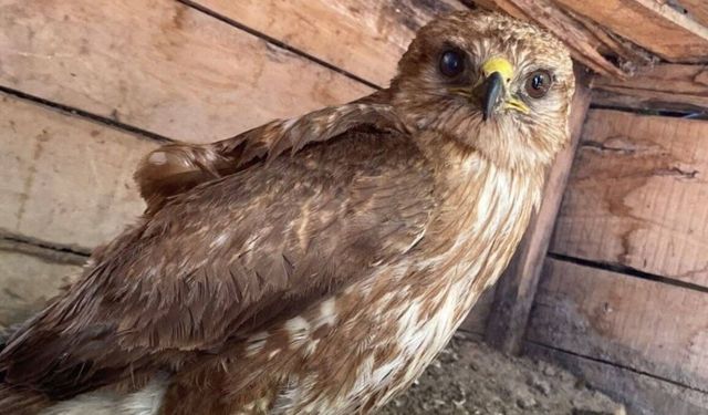 Yaralı Şahin Kahta'da Şefkat Eliyle Tedaviye Alındı
