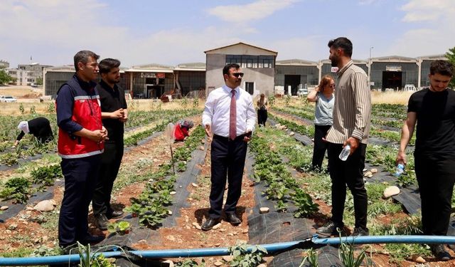 Kahta'da Yeni Çilek Bahçesi Üretime Güç Katacak