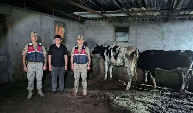 Kilis'te Kaybolan 3 Büyükbaş Hayvanı Jandarma Buldu
