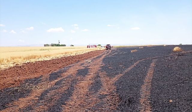 Mardin Derik'te 150 dekarlık buğday alanı yandı