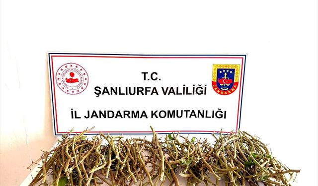 Fıstık aşı dallarını çalan 3 kişi yakalandı