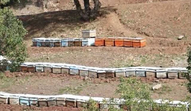 Sason Balında Hasat Öncesi Kapsamlı Kontroller