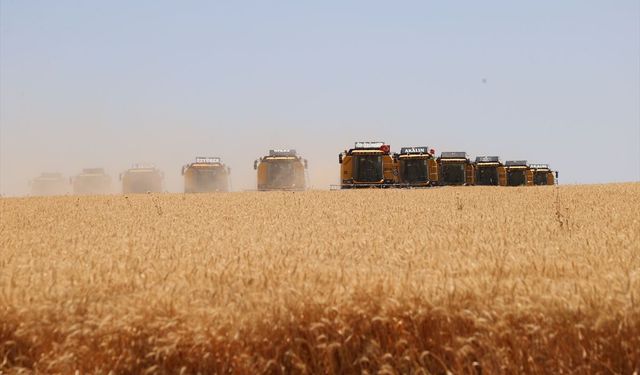 Türkiye'nin en büyüğünde Dev Hasat ve İkinci Ürün Ekimleri