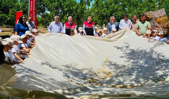 Tut'ta Dut Sezonunun İlk Hasadı Yapıldı