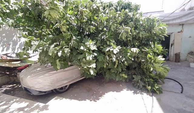 Adıyaman'da park halindeki aracın üzerine ağaç devrildi