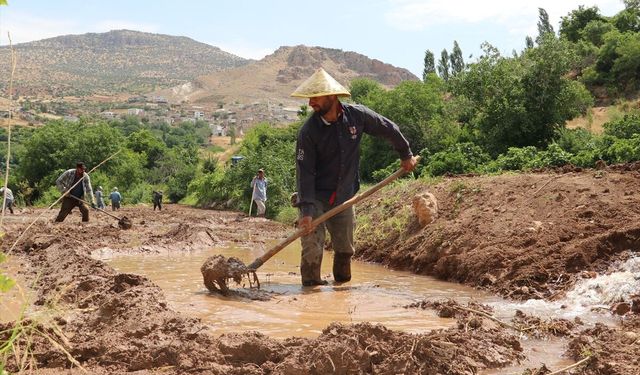 Gercüşlü Çiftçilerden Buğday Sonrası Çeltik Mesaisi