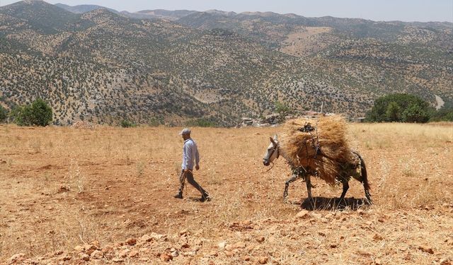 Hasankeyf'te Geleneksel Buğday Hasadı Devam Ediyor