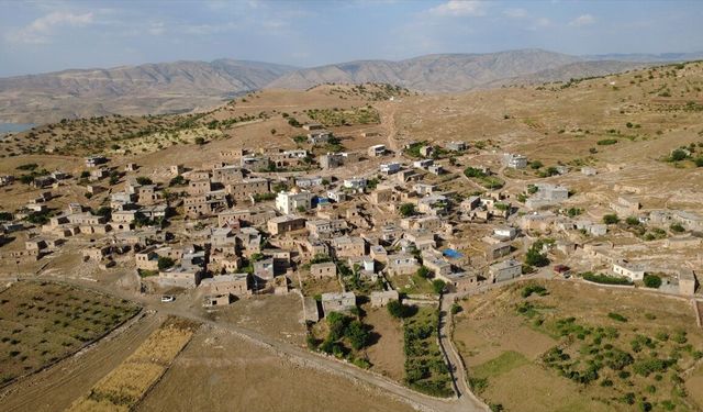 Hasankeyf'te Mehina Sarımsağı Hasadı Devam Ediyor