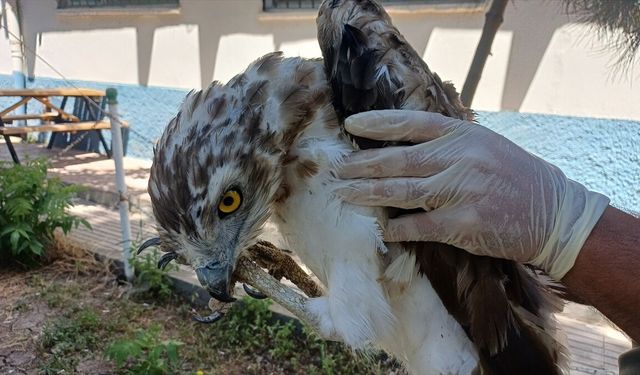 Batman'da Yaralı Kartal Tedavi Altına Alındı
