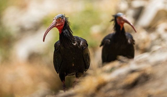 Birecik'te kelaynaklar güvenli kafeslere taşındı