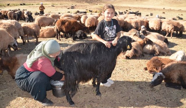 Çiğ Süt Güvenli mi? Veteriner Hekimler Açıkladı